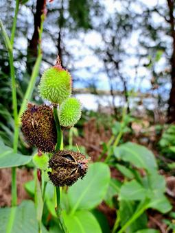 ハナカンナの実 ハナカンナ,実,植物の写真素材