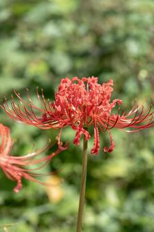 Red spider lily, JPG Red spider lily, JPG