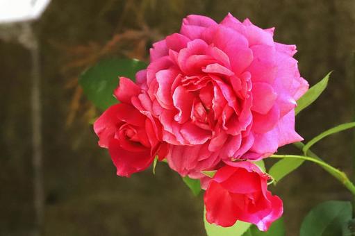 バラの花 バラの花の写真