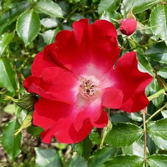 花★薔薇(バラ ドルトムント) 花★薔薇(バラ ドルトムント)の写真