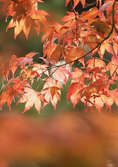 紅葉 紅葉の写真