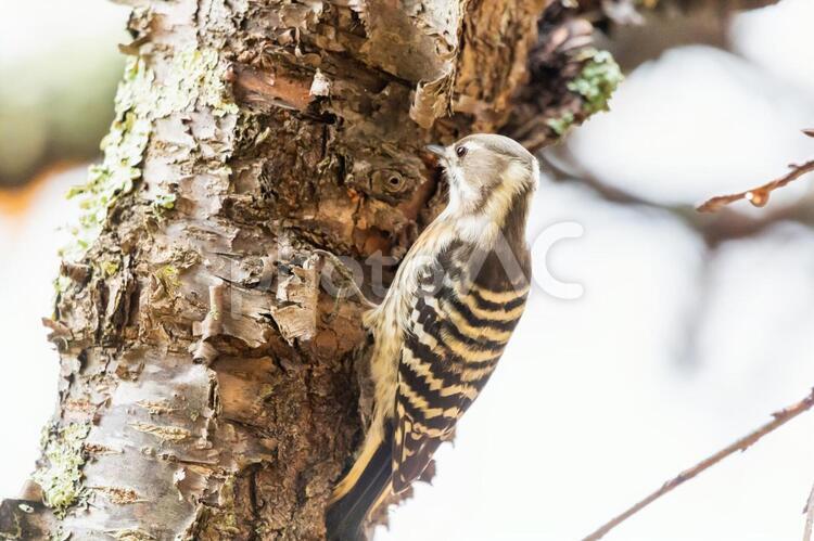 コゲラ コゲラ,キツツキ,野生動物の写真素材