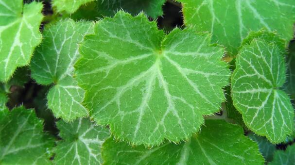 ユキノシタ ユキノシタ,野草,雑草の写真素材
