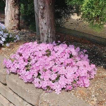 シバザクラの植え込み シバザクラの植え込みの写真