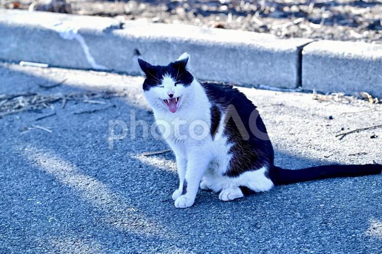 あくびをしている猫 あくび,猫,動物の写真素材