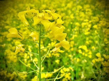 菜の花7525 菜の花7525の写真