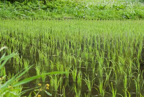 田植えしたばかりの水田2 田植えしたばかりの水田2 水田,田んぼ,米の写真素材