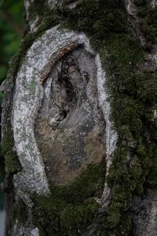 Photo, trees, wood, moss, 
