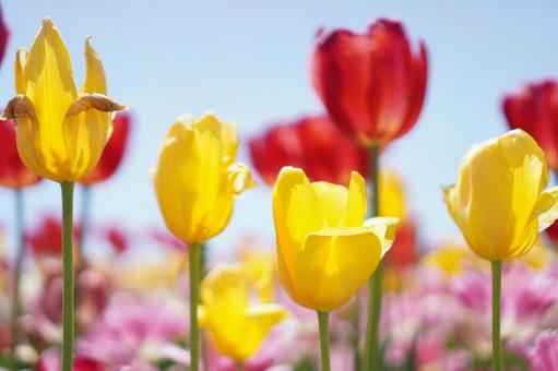 Colorful tulips blooming in a spring flower field 1, JPG Colorful tulips blooming in a spring flower field 1, JPG