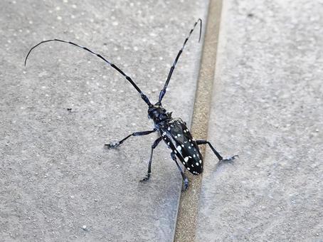 ゴマダラカミキリ ゴマダラカミキリ ゴマダラカミキリ,カミキリムシ,昆虫の写真素材