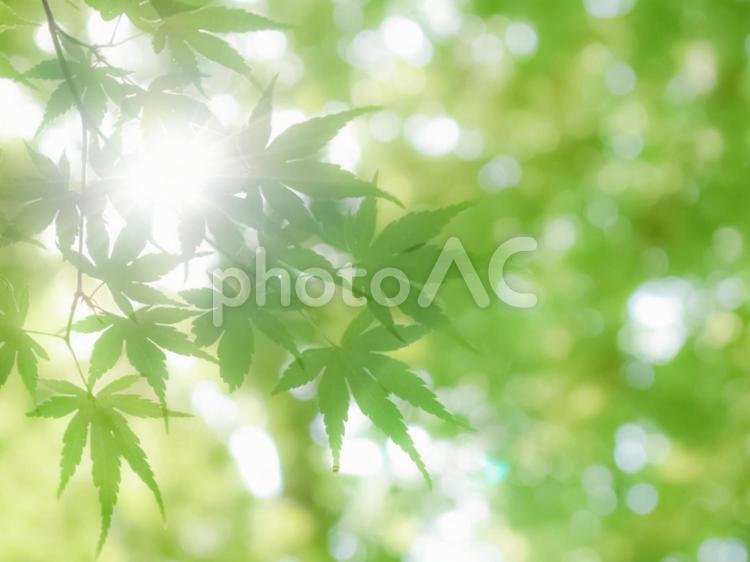 新緑 木漏れ日  木漏れ日,緑,グリーンの写真素材