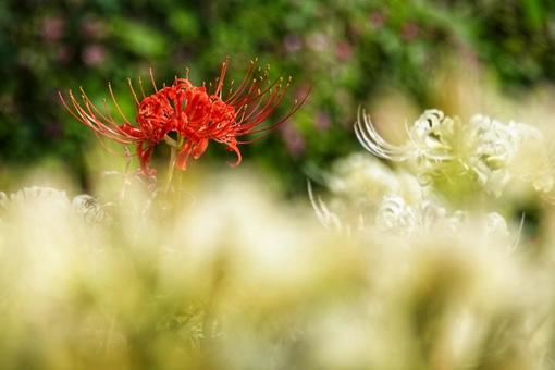 彼岸花に誘われて3 彼岸花に誘われて3の写真