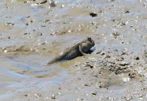 Photo, goby, tobihaze, animal, 