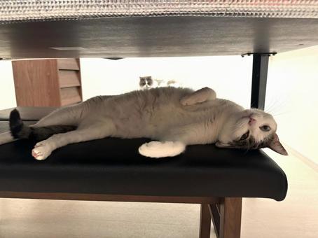 何か? 何か? 猫,ねこ,catの写真素材