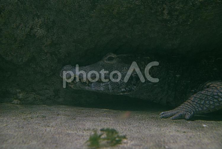 獲物を待ち構えるワニ君　 ワニ,わに,爬虫類の写真素材