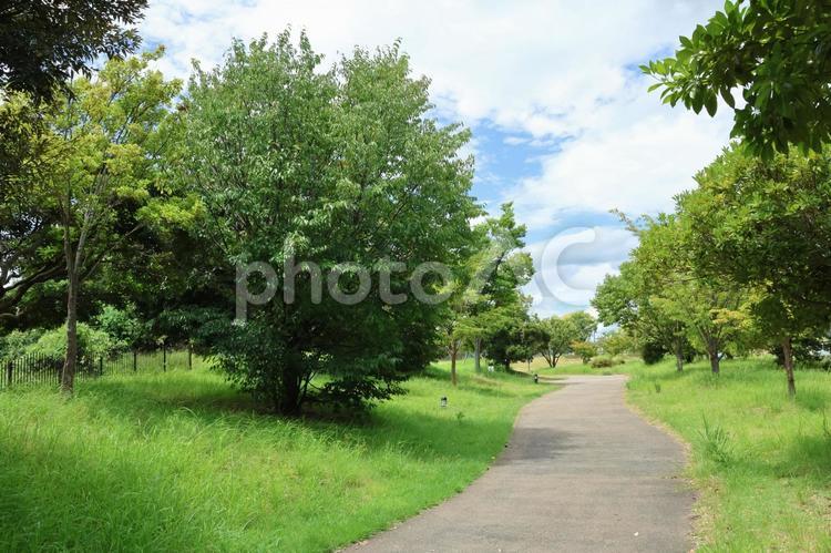木に囲まれた公園の小道 木,樹木,小道の写真素材
