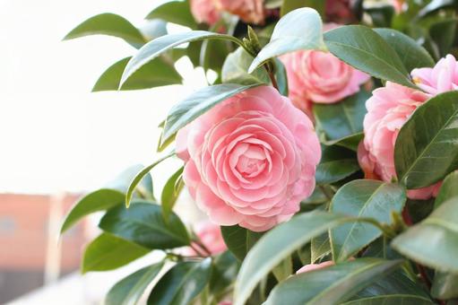 ピンクのバラの花の写真