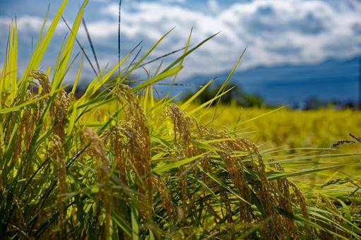 稲穂 稲,稲穂,秋の写真素材