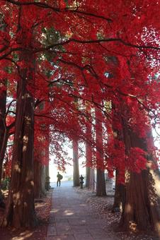 長円寺の紅葉 長円寺,茅野,紅葉の写真素材