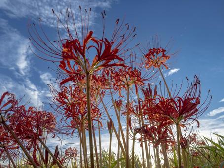Cluster amaryllis looking up at the blue sky, JPG Cluster amaryllis looking up at the blue sky, JPG