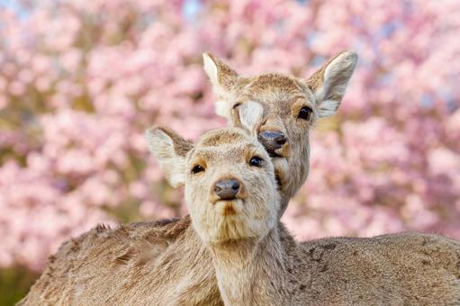 桜の季節、奈良公園の鹿 桜の季節、奈良公園の鹿の写真