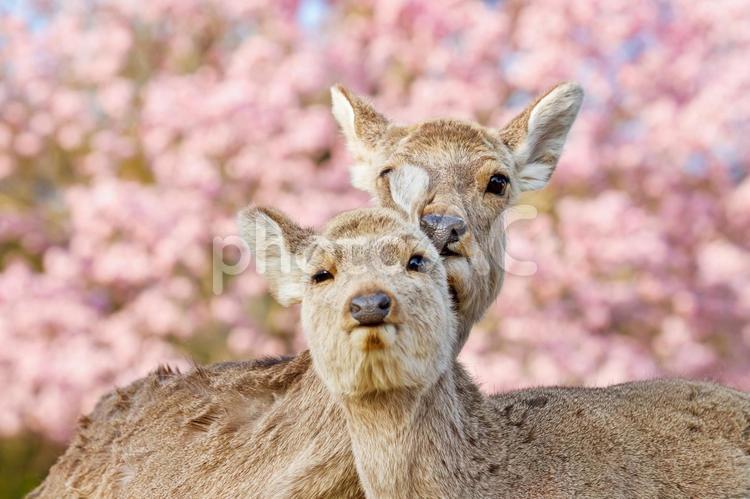 桜の季節、奈良公園の鹿 鹿,奈良公園,動物の写真素材