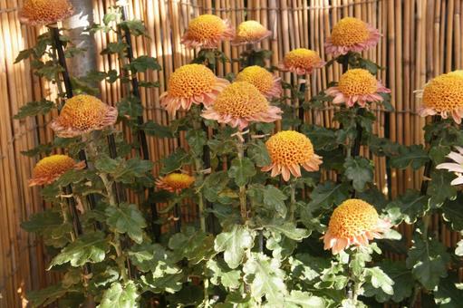 和菊・わぎく 和菊・わぎく 和菊・わぎく,風景マクロ,わぎくの写真素材