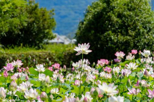 夏の陽に咲き誇る蓮の花畑の写真