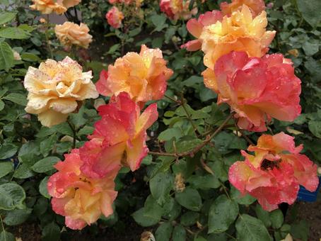 バラ オレンジ バラ オレンジ バラ,薔薇,roseの写真素材