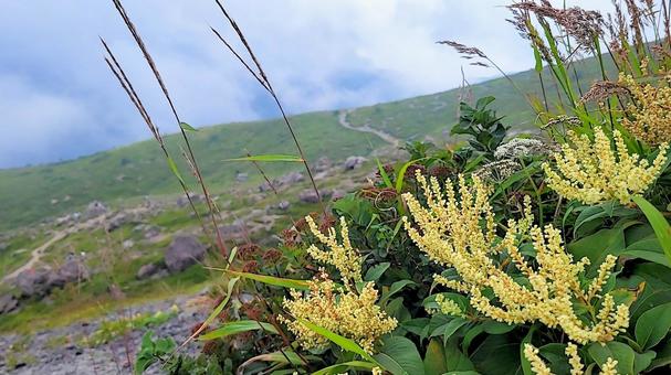 ウラジロタデ咲く霧の茶臼岳 ウラジロタデ咲く霧の茶臼岳の写真