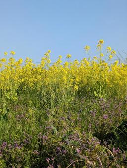 Rape blossoms, JPG Rape blossoms, JPG