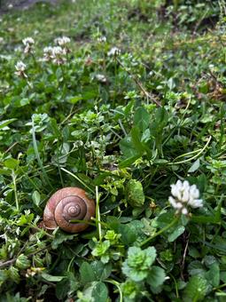 庭に佇むかたつむり 庭に佇むかたつむり かたつむり,蝸牛,雨あがりの写真素材