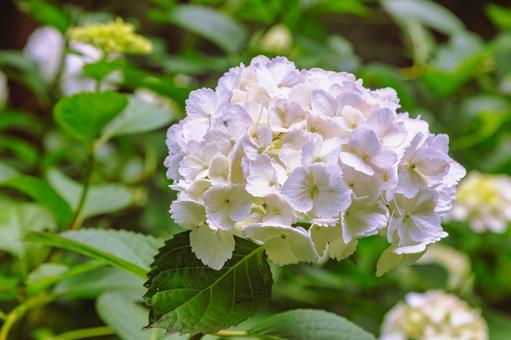 アジサイの小径　アジサイの花1ー5の写真