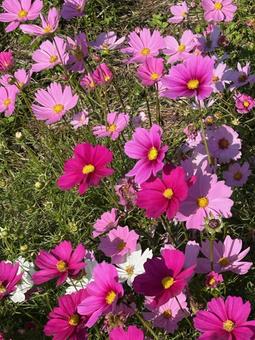 コスモス コスモス,コスモス畑,お花畑の写真素材