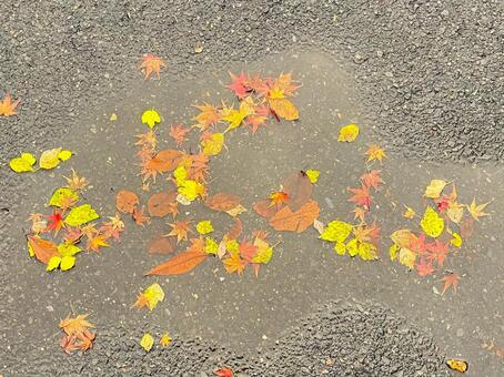 水たまりの落ち葉 落ち葉,落葉,枯れ葉の写真素材