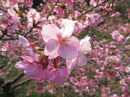 佐久間ダム湖親水公園の頼朝桜（河津桜） 河津桜,桜,２月の写真素材