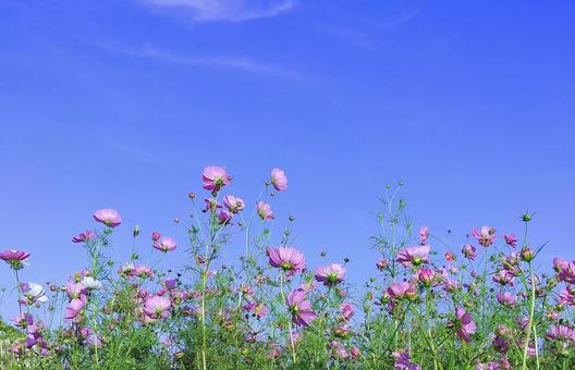 ピンクの秋桜の花と青空 秋桜,秋,花の写真素材