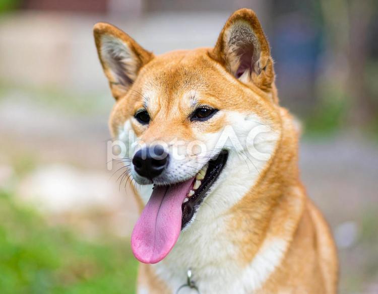 かわいい柴犬の写真 柴犬,日本犬,和犬の写真素材