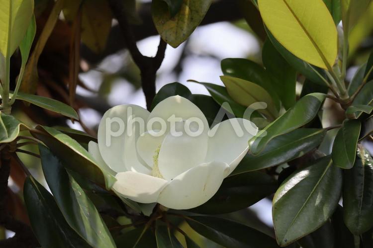 白くて大きなタイサンボクの花 綺麗,素敵,花の写真素材