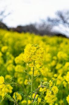 春の黄色い菜の花畑 春の黄色い菜の花畑の写真