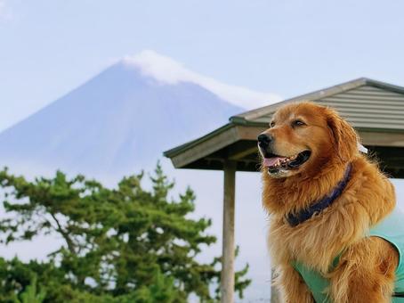 ゴールデンレトリバーと富士山 ゴールデンレトリバーと富士山の写真