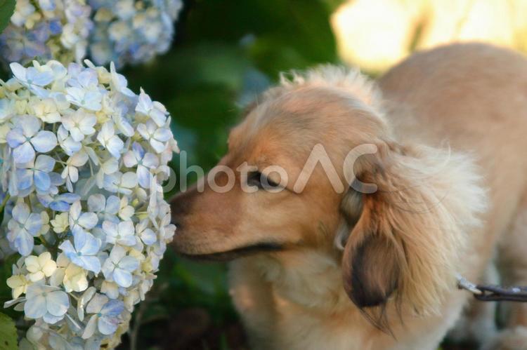 花の香りを嗅ぐ犬 犬,紫陽花,花の香の写真素材