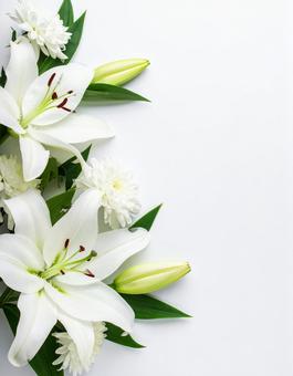 百合の花 百合の花の写真