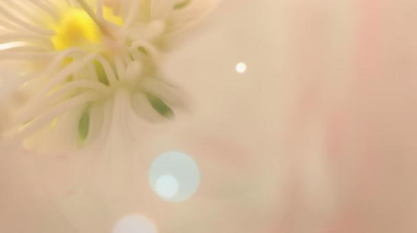 花桃 花桃の写真