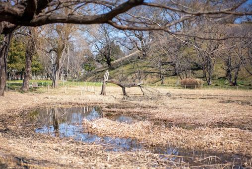 早春の公園 水辺の風景 公園,自然,風景の写真素材