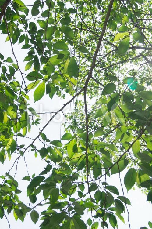 木漏れ日 葉,緑,木漏れ日の写真素材
