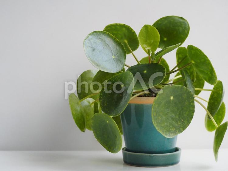 観葉植物　ピレア・ペペロミオイデス⑥ 観葉植物,ピレアペペロミオイデス,ピレアの写真素材