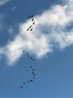 白鳥の到来 白鳥の到来の写真