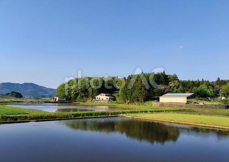 茨城県石岡市の春の水田風景 水田,田圃,田んぼの写真素材