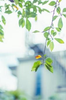 秋色に染まる葉の写真